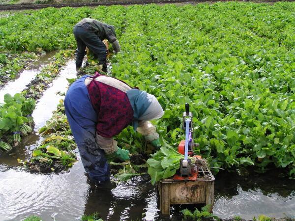 水掛菜の栽培の写真