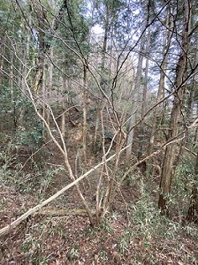 埋もれた旧登山道