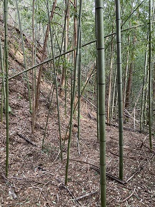 竹藪化した内堀