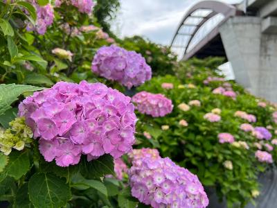 道の駅周辺の紫陽花2