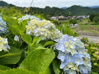 道の駅周辺の紫陽花3