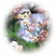 市の花(梅)の写真