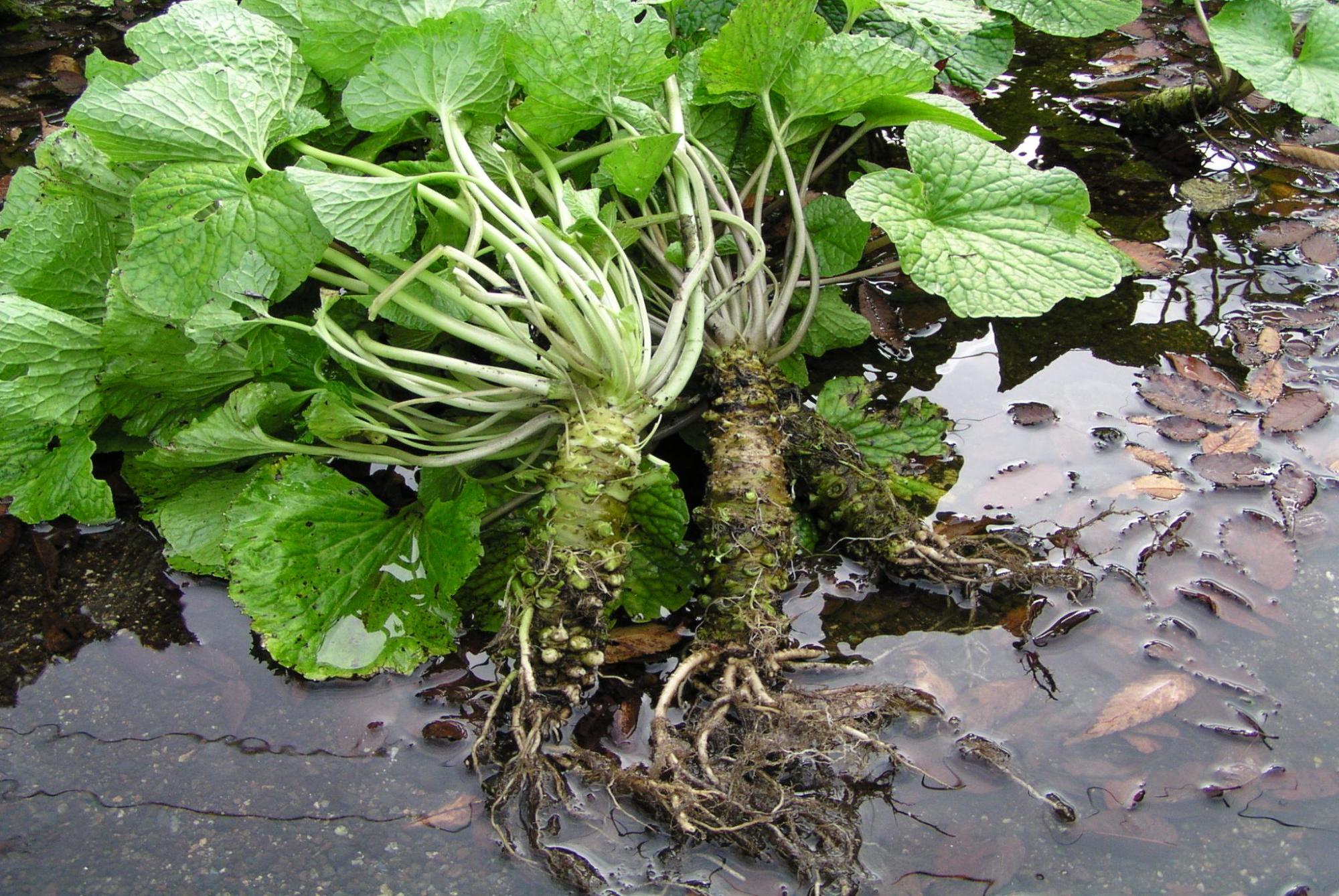 wasabi