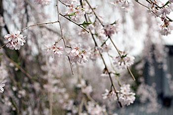 西願寺（枝垂桜）の写真2