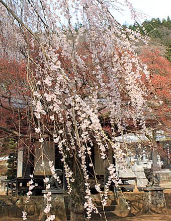 西願寺（枝垂桜）の写真3