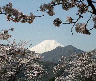 城山から見た桜と富士山の様子
