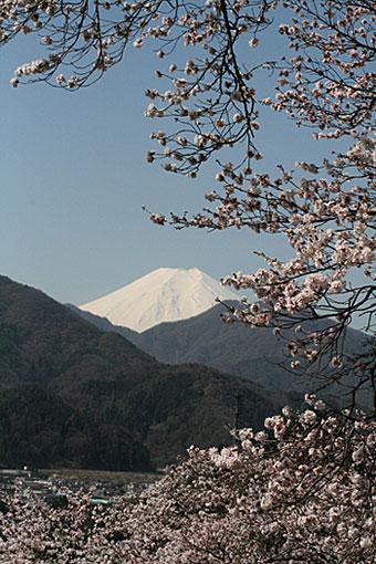 城山山頂から見た桜と富士山の様子