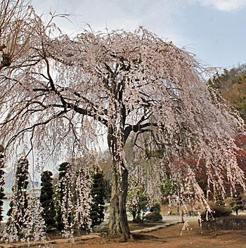 西願寺の垂れ桜の写真