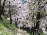 桜並木の登山道