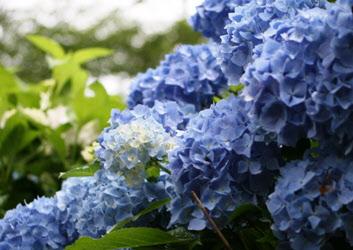 楽山公園の紫陽花の写真1枚目