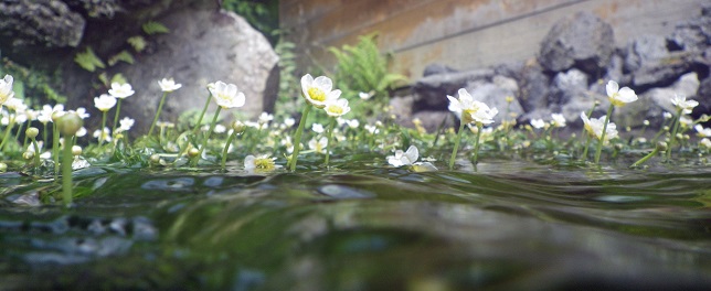 長慶寺の湧水と梅花藻