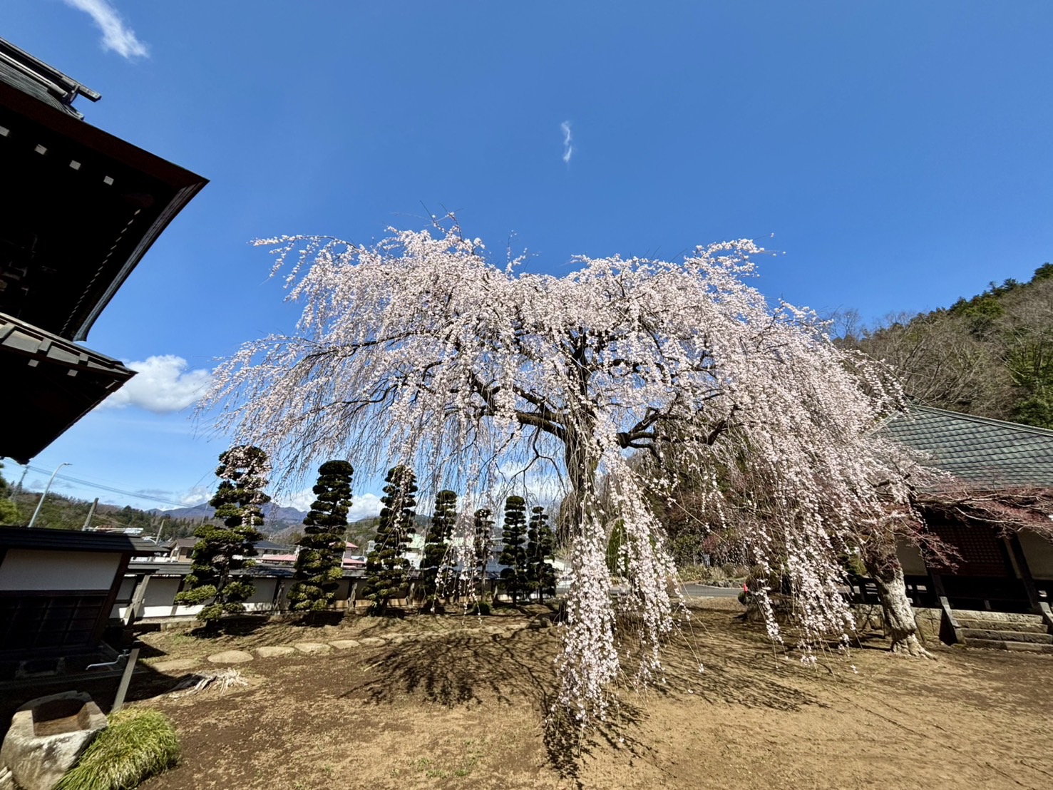 西願寺のしだれ桜
