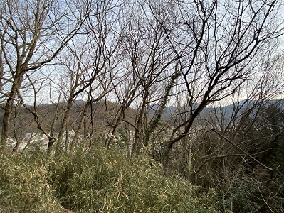 風景を遮る笹薮