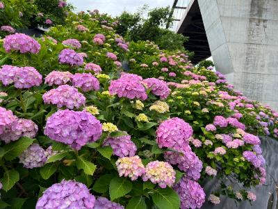 道の駅周辺の紫陽花1