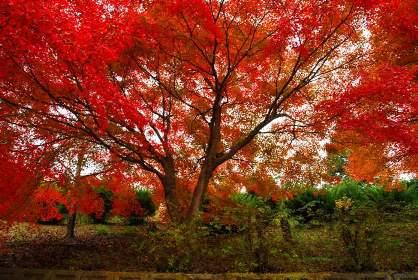 楽山公園の紅葉の写真4