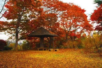 楽山公園の紅葉の写真3
