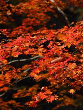楽山公園の紅葉の写真2