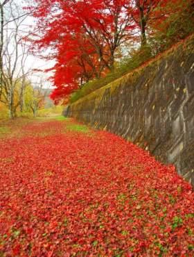 楽山公園の紅葉写真1