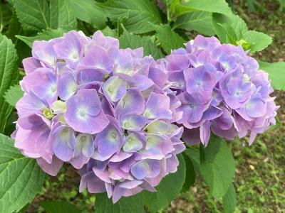 楽山公園の紫陽花4