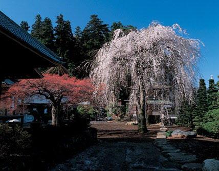 西願寺のしだれ桜の写真