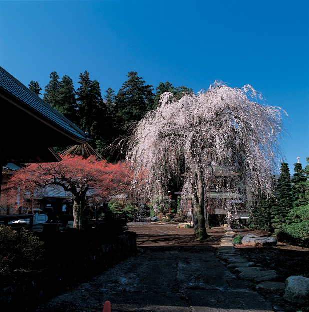 西願寺（シダレザクラと七変化モミジ）