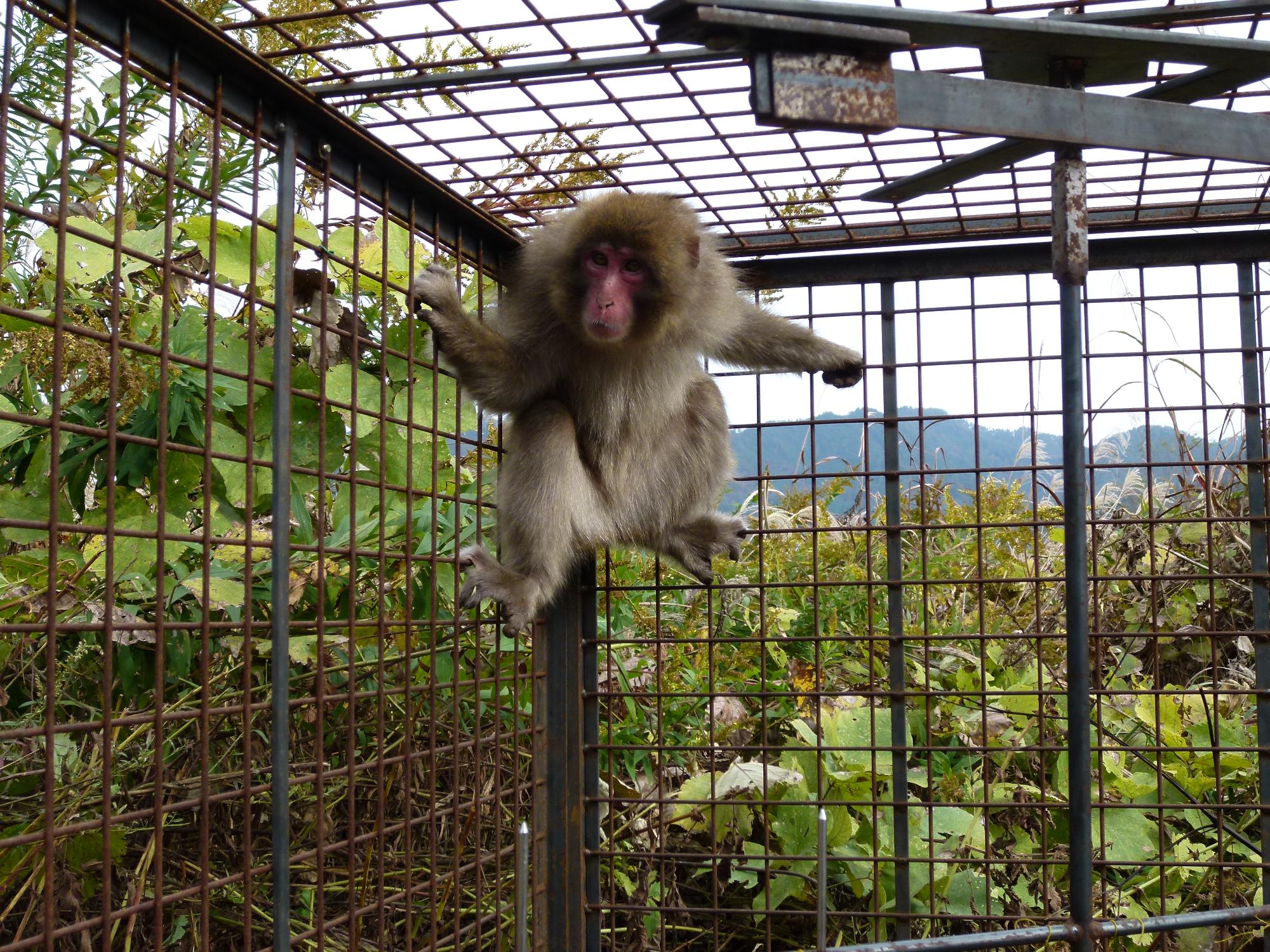 市内で捕獲されたサル