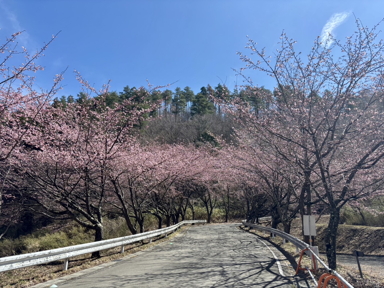 やまびこ競技場周辺の桜