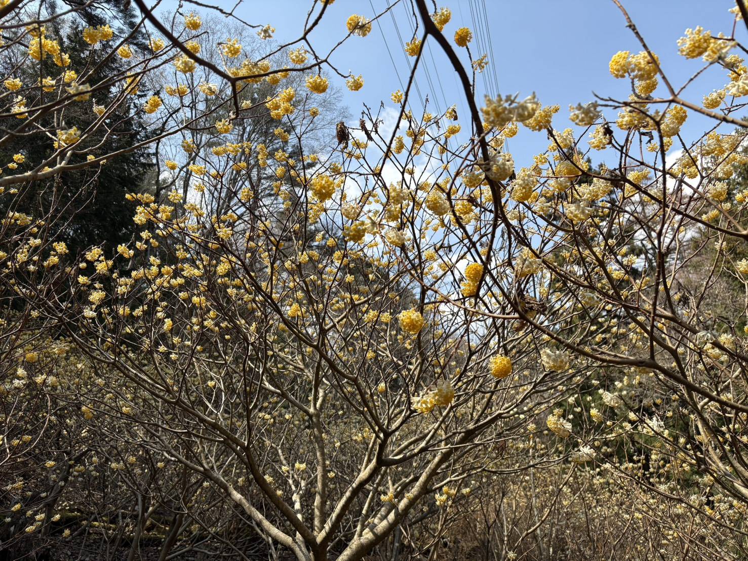 ミツマタ群生地