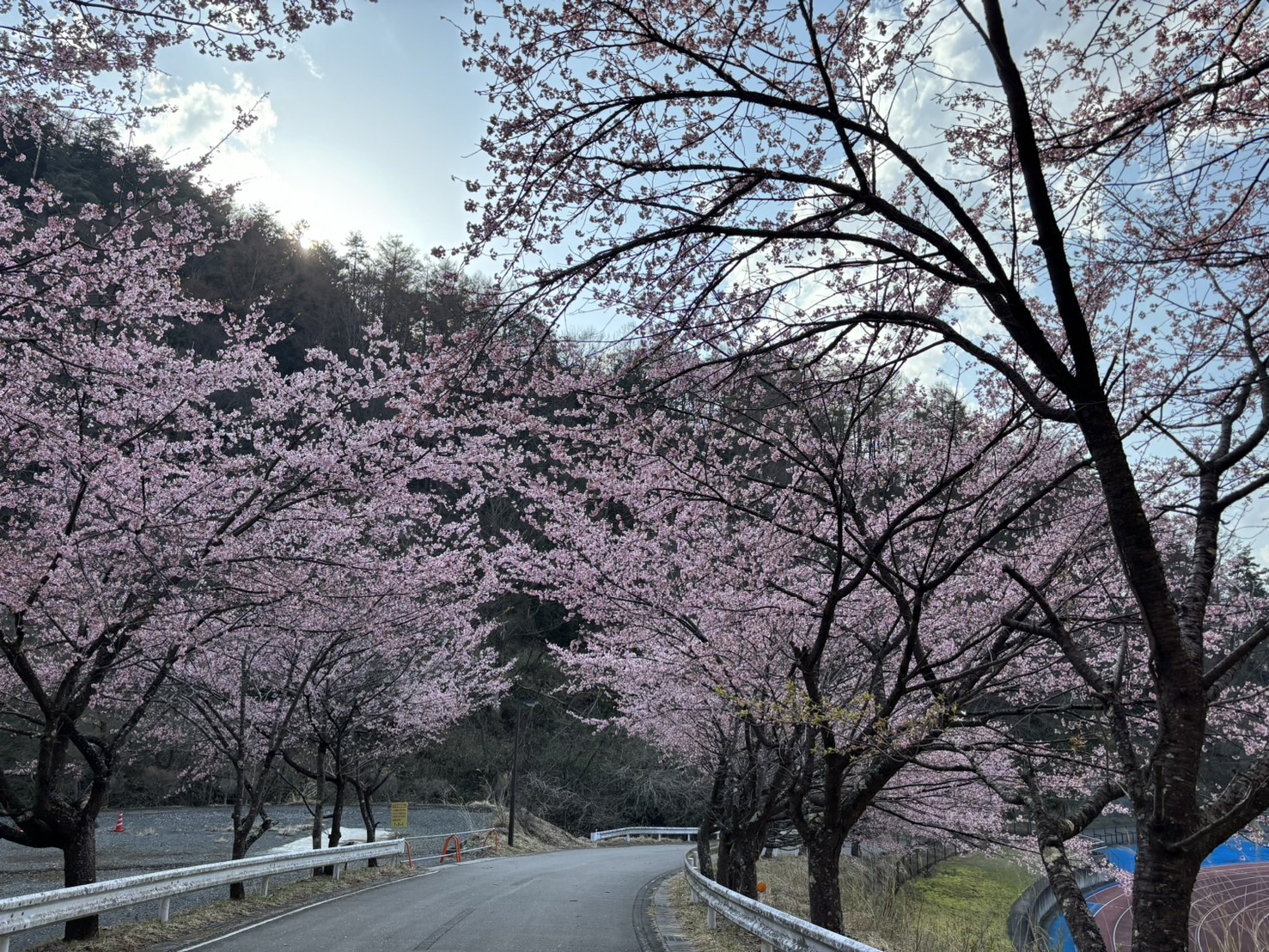やまびこ競技場 桜のトンネル