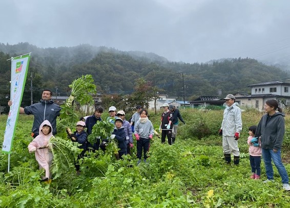 野菜の収穫