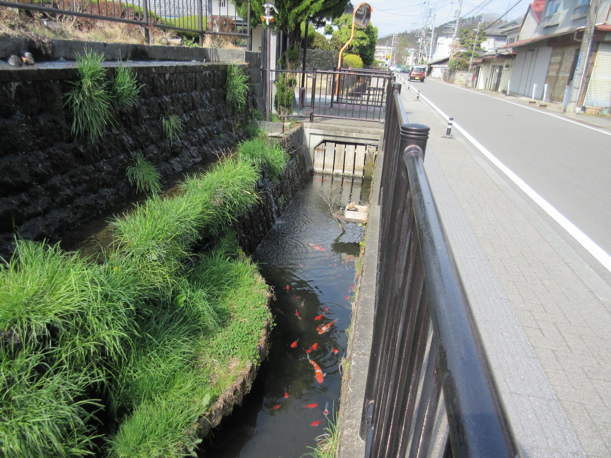 鯉がいる川